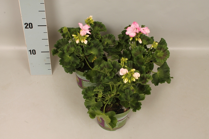 Pelargonium zonale Karen (Aquarello)