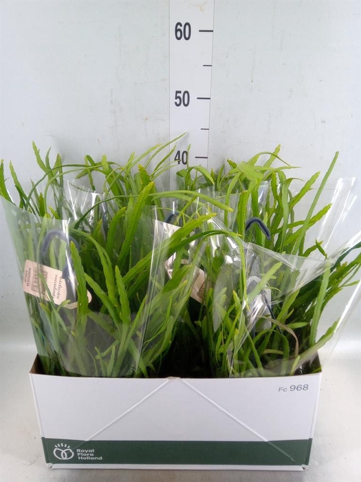 <h4>Rhipsalis   ...</h4>