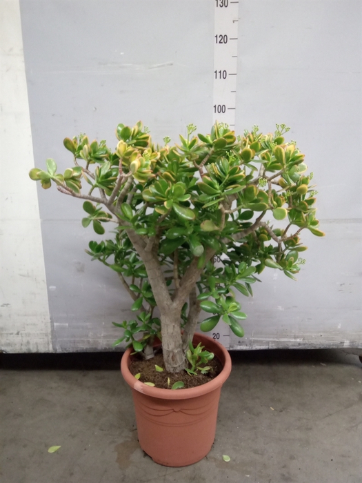 <h4>Crassula ovata 'Sunset'</h4>