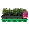 Aster