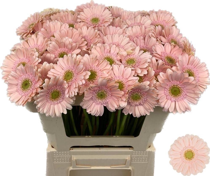 <h4>GE MI ALIX-NOOR</h4>