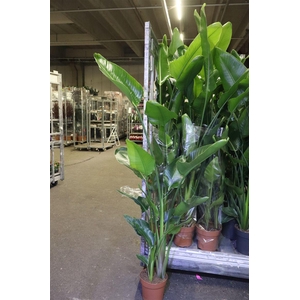 arr8 Strelitzia Nicolai