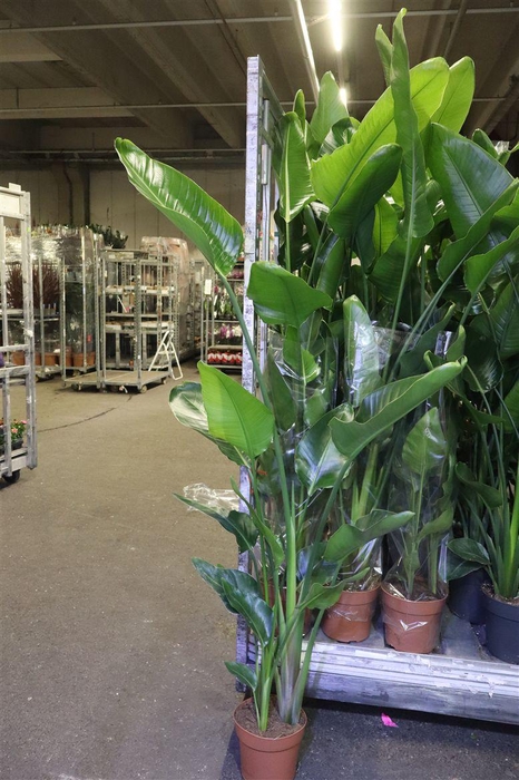 <h4>arr8 Strelitzia Nicolai</h4>