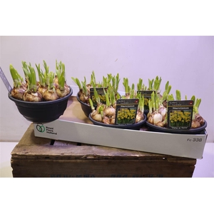 arr8 Narc O Tete A Tete