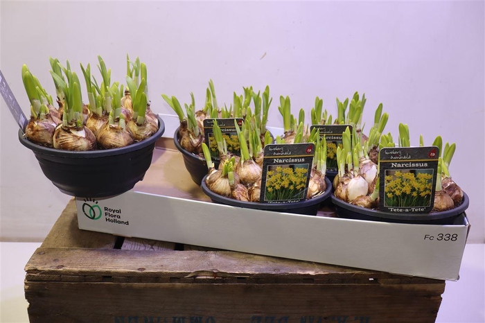 <h4>arr8 Narc O Tete A Tete</h4>