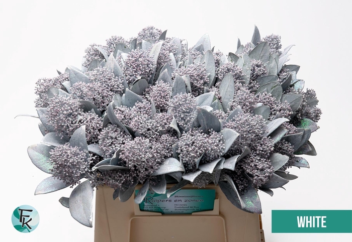 <h4>SKIM OV BS KLB H%</h4>