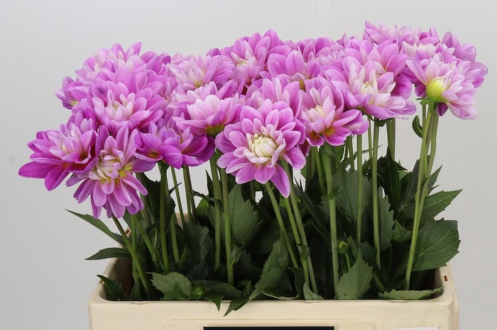<h4>Dahlia Joseph</h4>