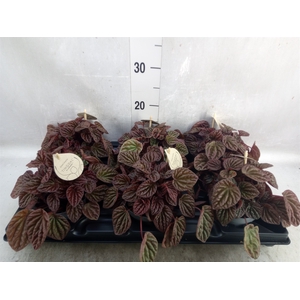 Peperomia