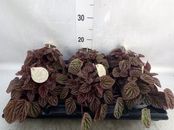 Peperomia