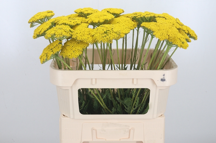 <h4>Achillea Park Variety</h4>