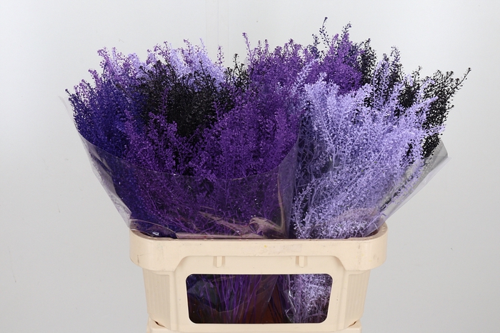 <h4>Lepidium Kl Bh Purple Rain Mix</h4>
