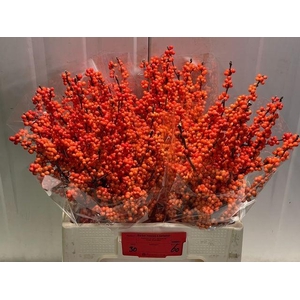 Ilex vert Winter Gold L 6