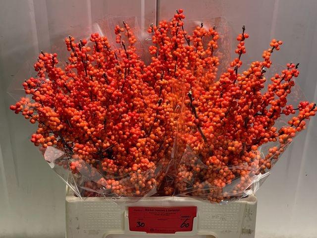 <h4>Ilex vert Winter Gold L 6</h4>