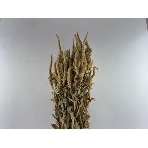 Dried Amaranthus Caud. Green Bunch