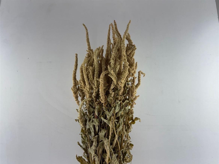 Dried Amaranthus Caud. Green Bunch
