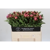 Paeonia Dr A Fleming