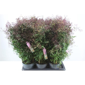 Jasminum Passion Op Rek 500+