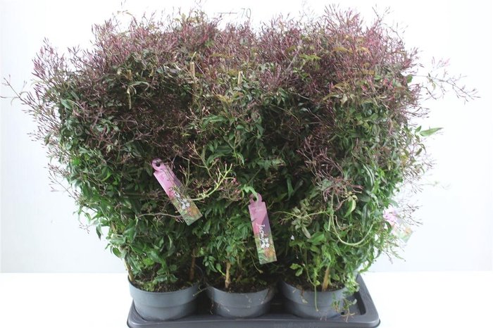 <h4>Jasminum Passion Op Rek 500+</h4>