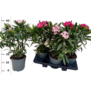 NERI OLEANDER