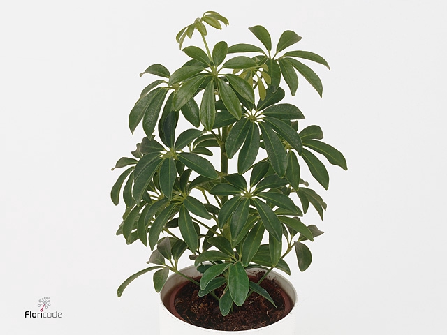 Schefflera arbor. 'Luseana'