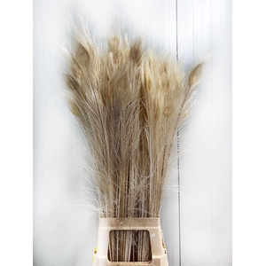 Deco Feather Peacock Bleached L95 X50