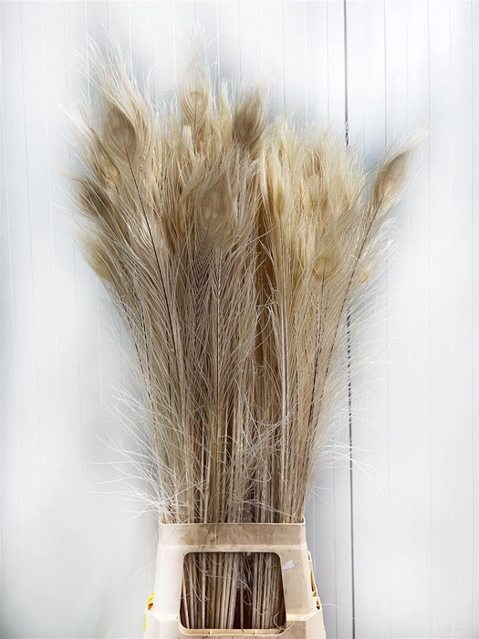 <h4>Deco Feather Peacock Bleached L95 X50</h4>