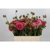 Dahlia Pink Runner