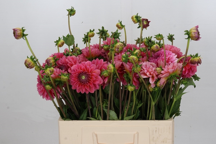 Dahlia Pink Runner