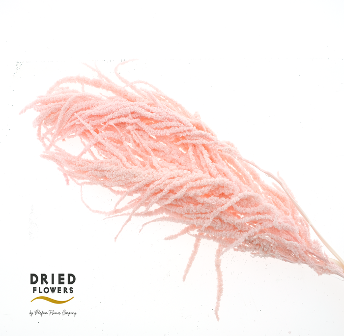 <h4>Dried Bleached Amaranthus Caudatus Light Pink</h4>