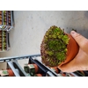 SEMPERVIVUM-HYBRID P12 Z. ETIKET