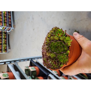 SEMPERVIVUM-HYBRID P12 M.ETIKET