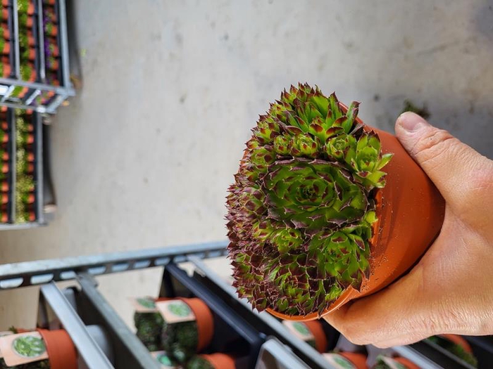 SEMPERVIVUM-HYBRID P12 M.ETIKET