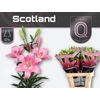 LI LA SCOTLAND