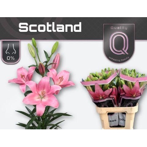 LI LA SCOTLAND 5+