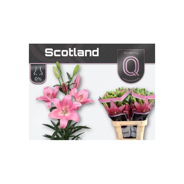 <h4>Li La Scotland</h4>