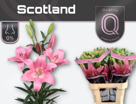 <h4>LI LA SCOTLAND 5+</h4>