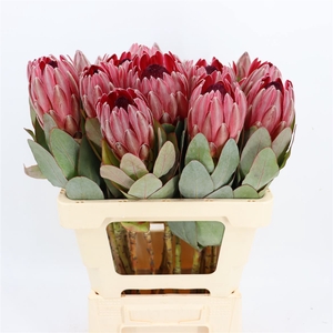 Protea Sharon