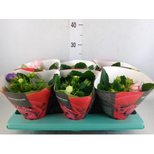 Sinningia  'Sonata'   ...mix