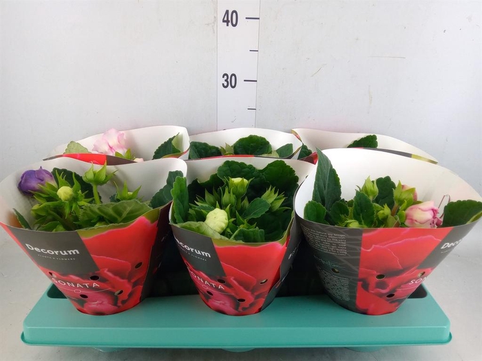 <h4>Sinningia  'Sonata'   ...mix</h4>