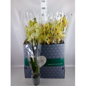 Phalaenopsis   ...yellow