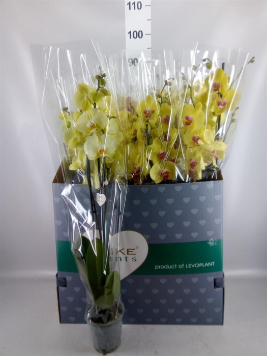 <h4>Phalaenopsis   ...yellow</h4>
