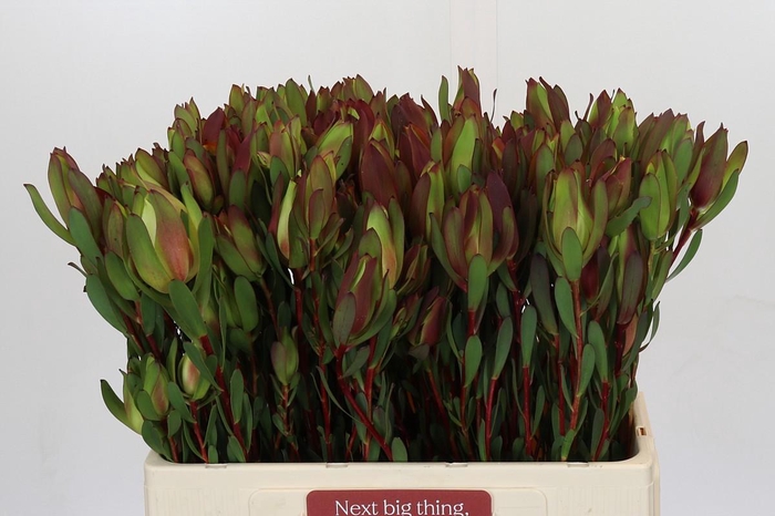 <h4>Leucadendron Senorita Spray</h4>