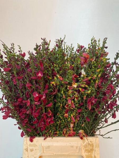 <h4>CYTISUS BOSKOOP RUBY</h4>