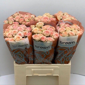 Rosa TR 'Azore' BRAAM