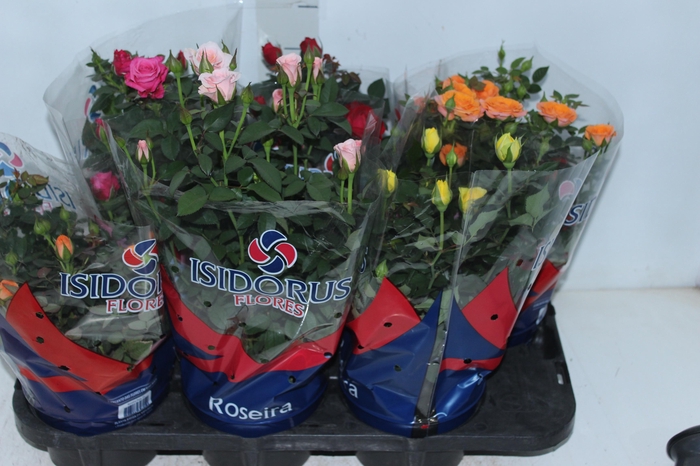 <h4>ROSEIRA MINI P15</h4>