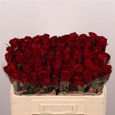 <h4>R Gr Ever Red</h4>