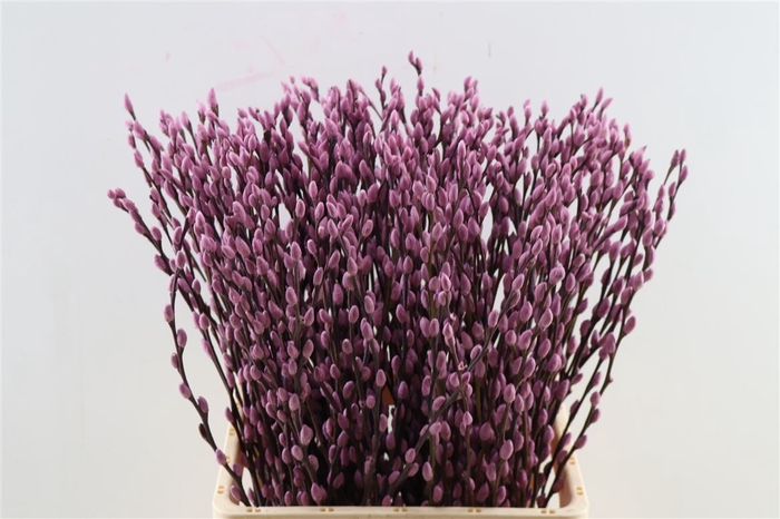 <h4>Salix Wilgenkatjes Lila 70 Cm P Stem</h4>