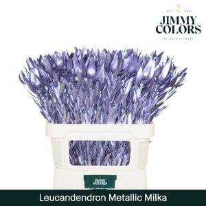 Leucadendron gekleurd Mtlc. Milka