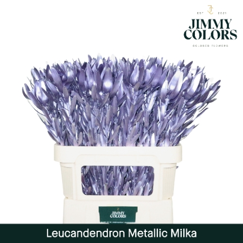 <h4>Leucadendron gekleurd Mtlc. Milka</h4>