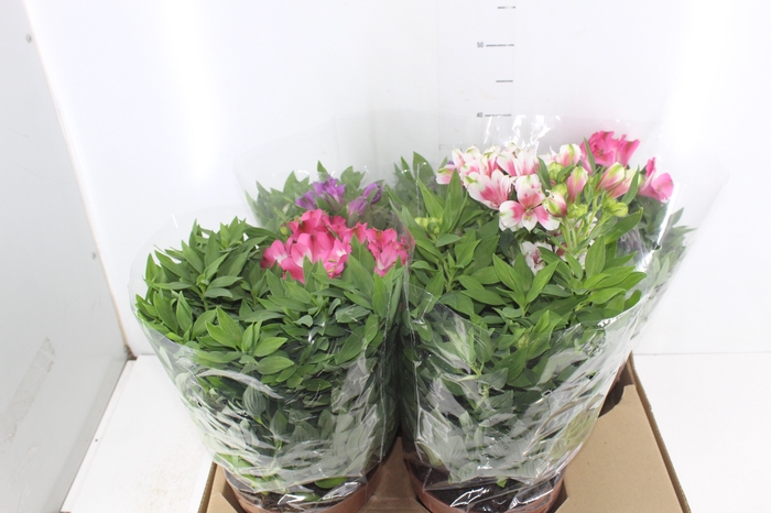 <h4>ALSTROEMERIA P20 VARIADO</h4>